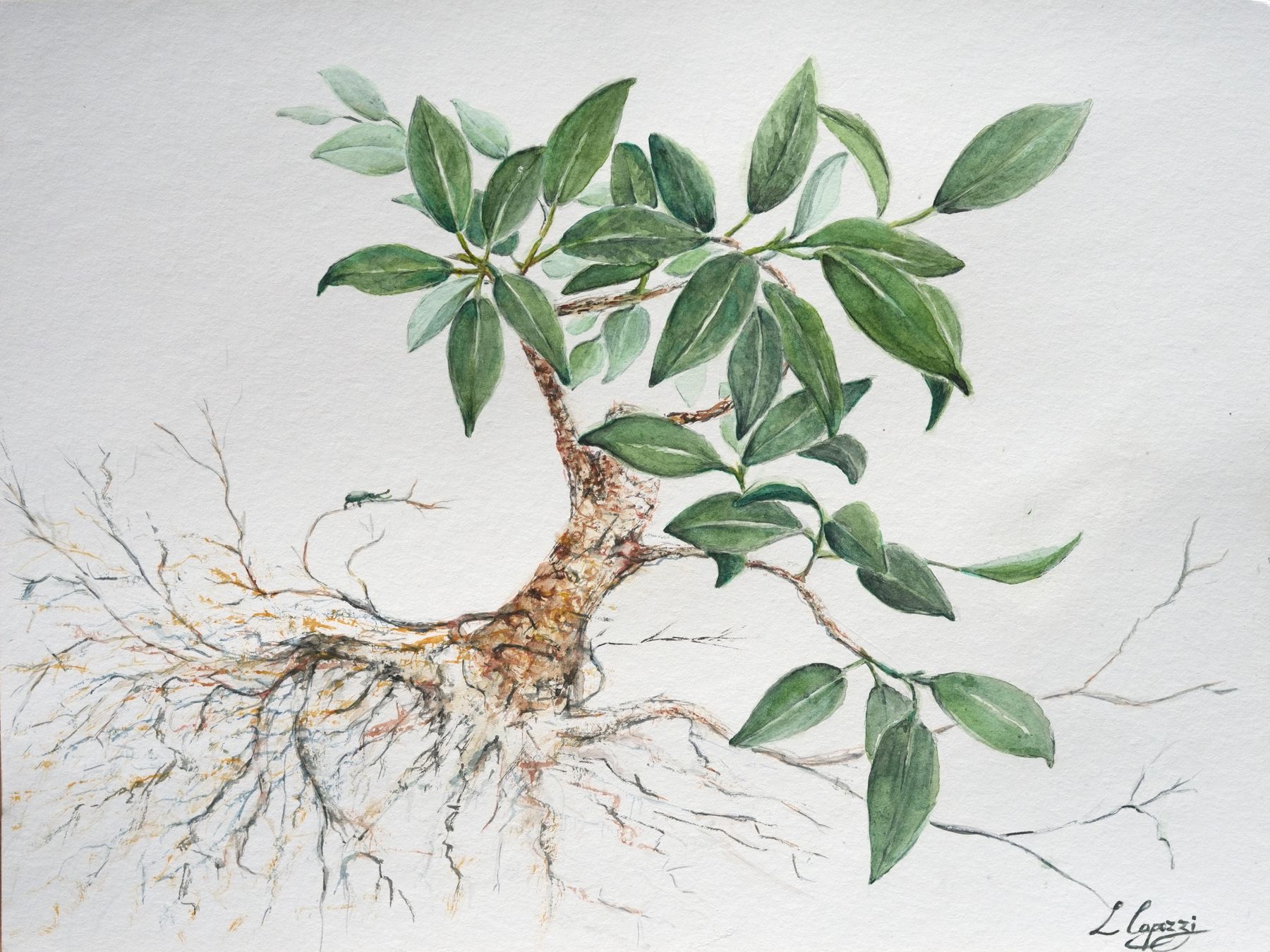 Bonsai – Aquarell: ein kleiner Baum mit glänzenden Blättern und weit verzweigten, freigelegten Wurzeln