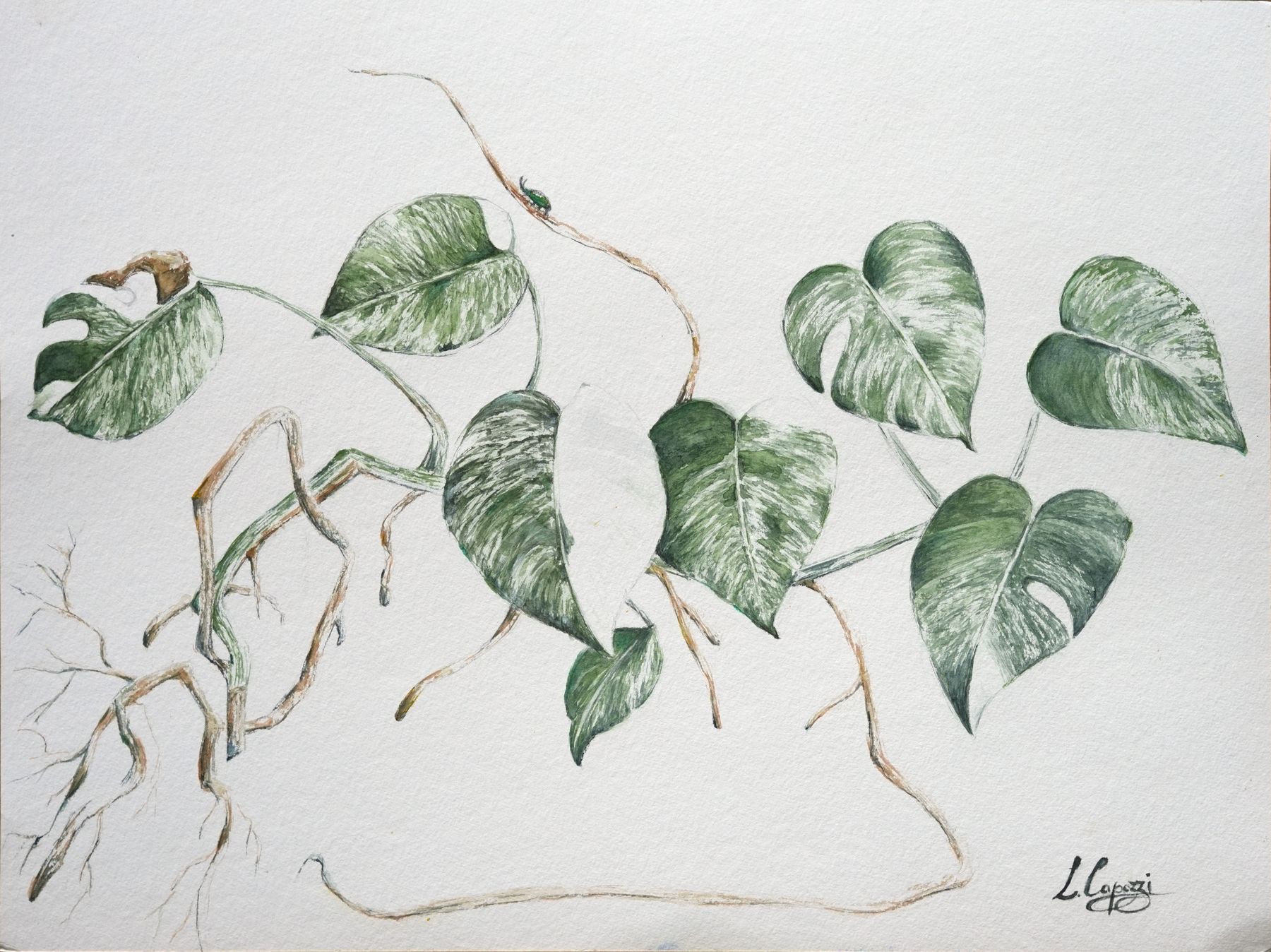 Monstera – Aquarell: eine Kletterpflanze mit herzförmigen, marmorierten Blättern und Luftwurzeln
